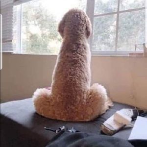 Meet your Posher, Carson